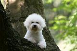 BICHON FRISE 590